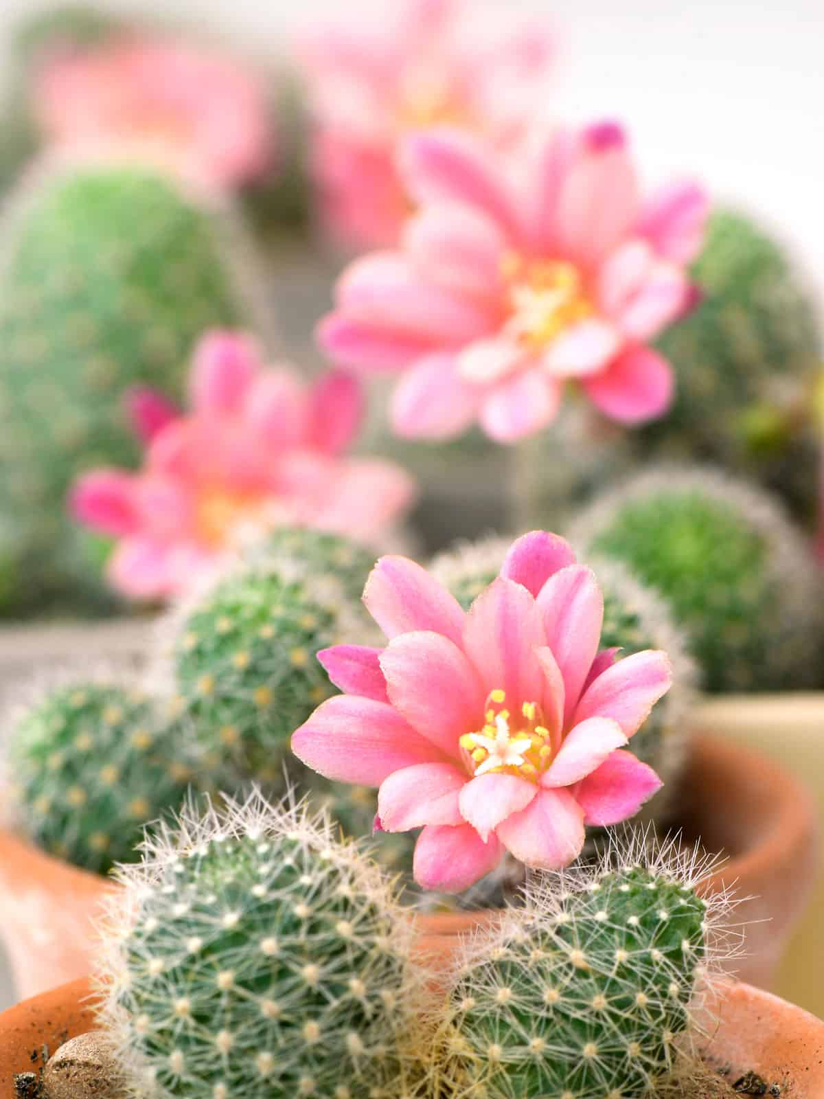Pink flowering Rebutia Hoffmannii