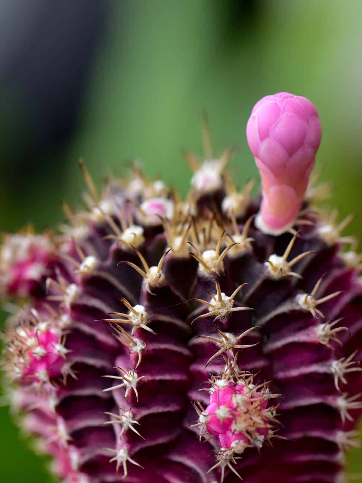 Red Cap Cactus photographed up close