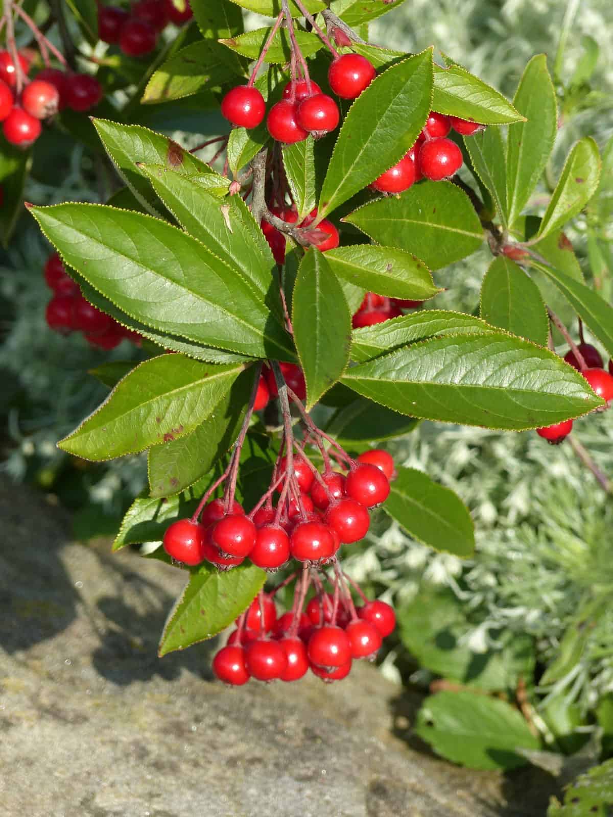Red chokeberry (Aronia arbutifolia) in autumn with ripening fruits and colorful leaves, 12 Fruit Trees With Red Leaves