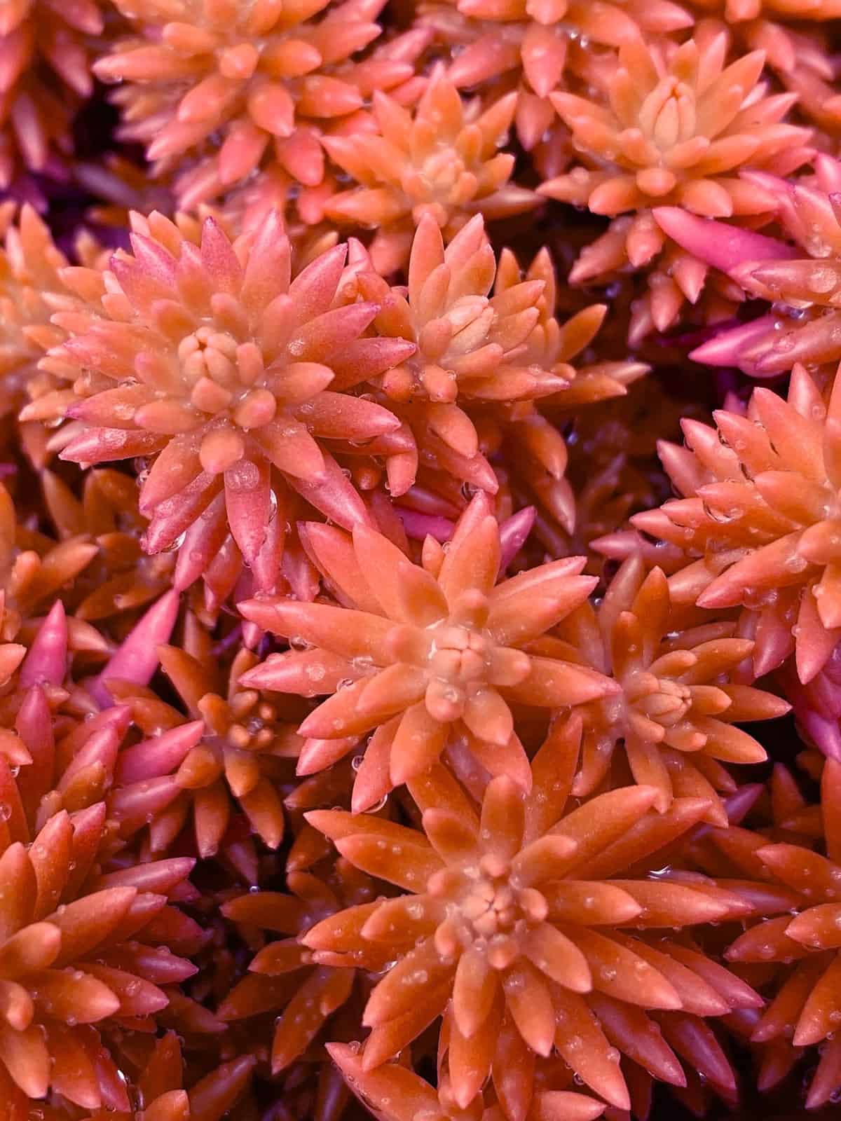 Red leaves of a Red Coral succulent