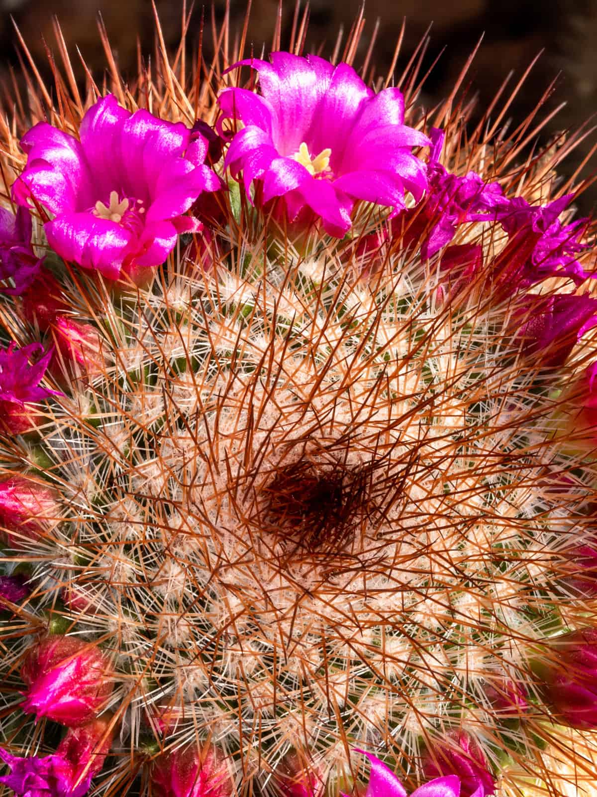 Blooming bright Red-headed Irishman Cactus
