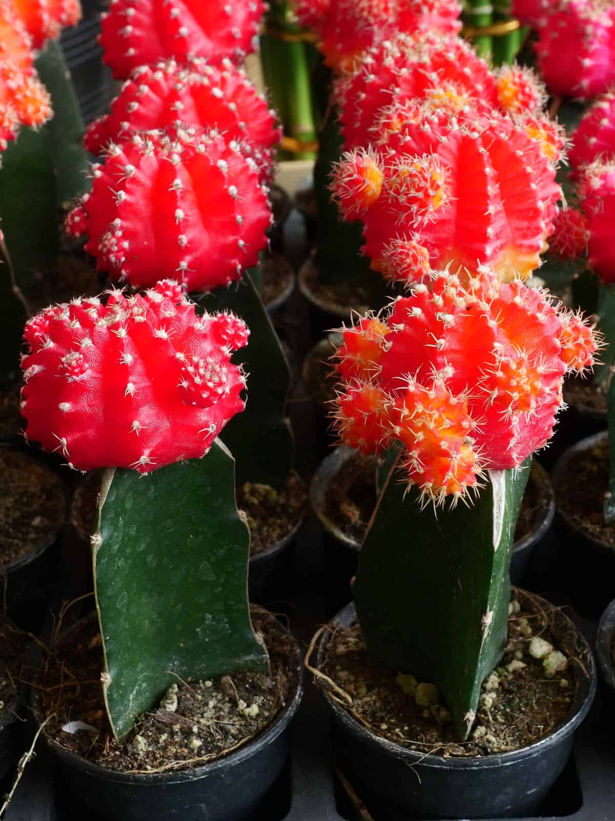 Blooming bright red moon cactus in a small plantation