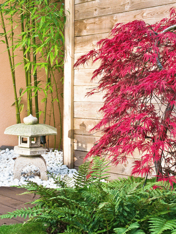 A traditional stone lantern sits among white pebbles at the base of a vivid red Japanese maple, with green bamboo and lush ferns against a wooden fence, creating a tranquil corner in a garden ar 3:4