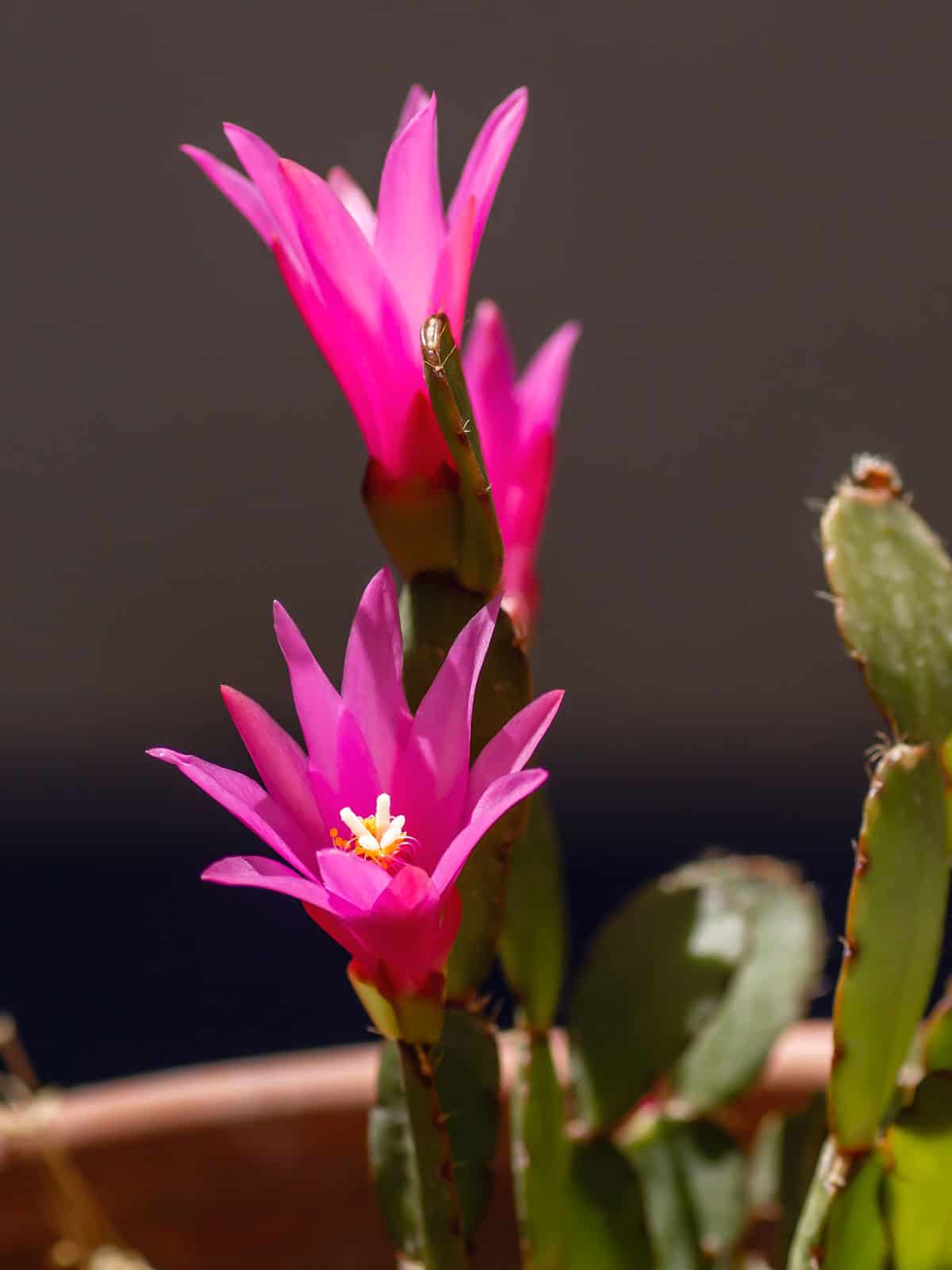 Light pink flowering Rose Easter Cactus