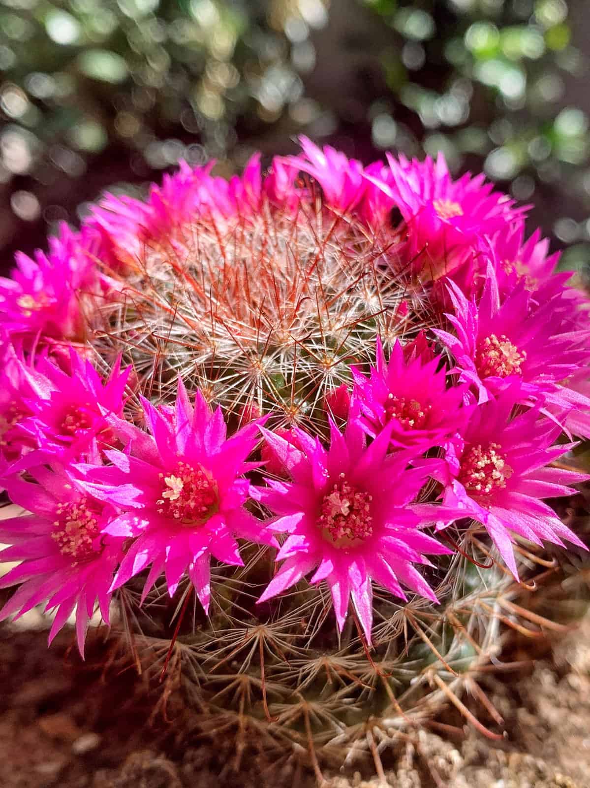 Bright pink flowers of a Rosy Pincushion cactus