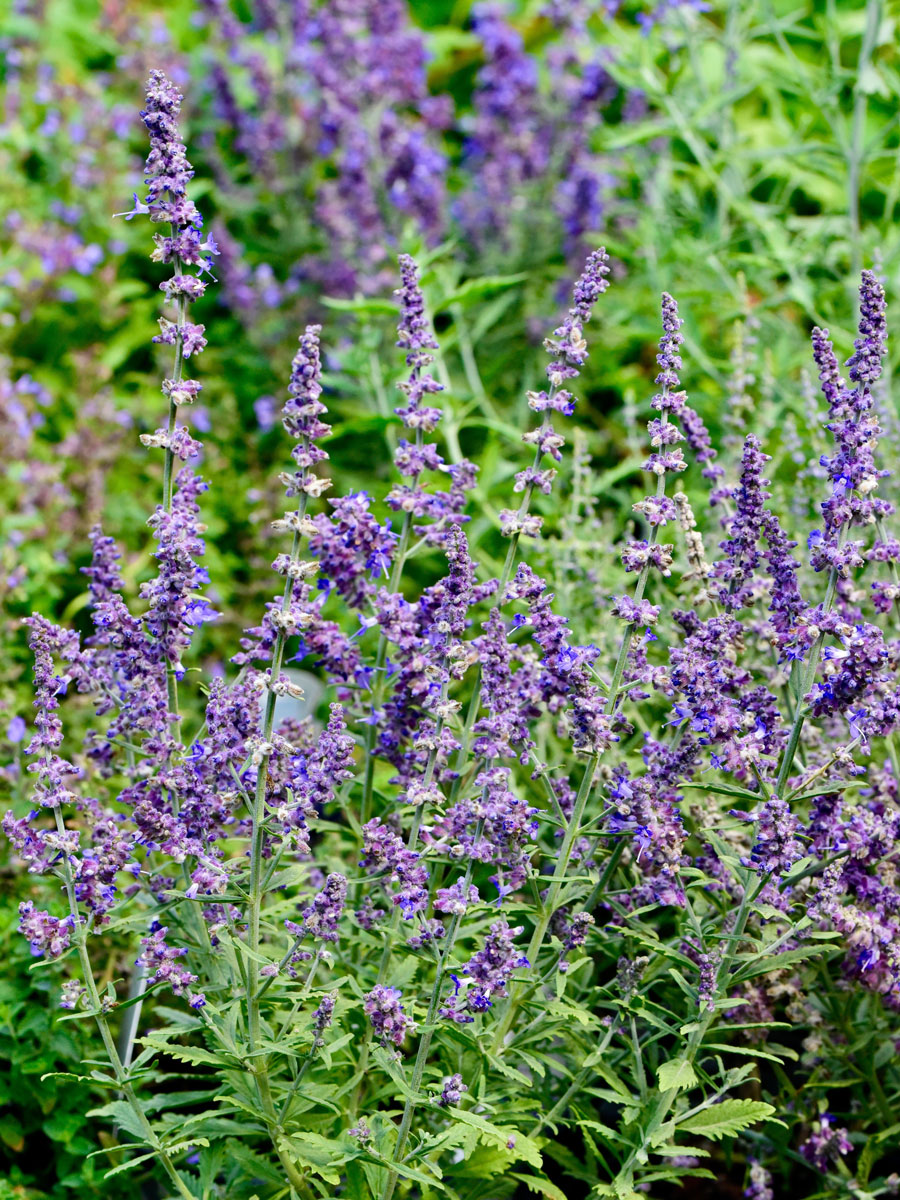 Blooming bright purple leaves of a sage herb