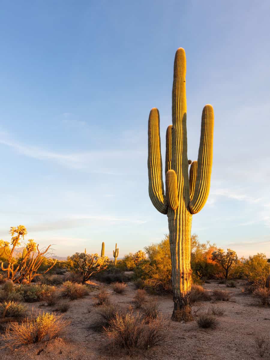 A huge saguaro cactus photographed at a sunset