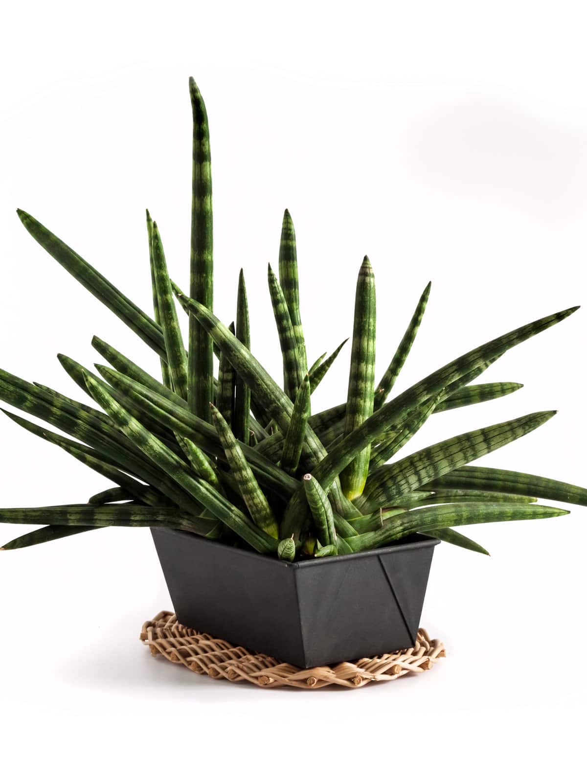 Long spikey leaves of a Sansevieria Cylindrica 'Boncel'