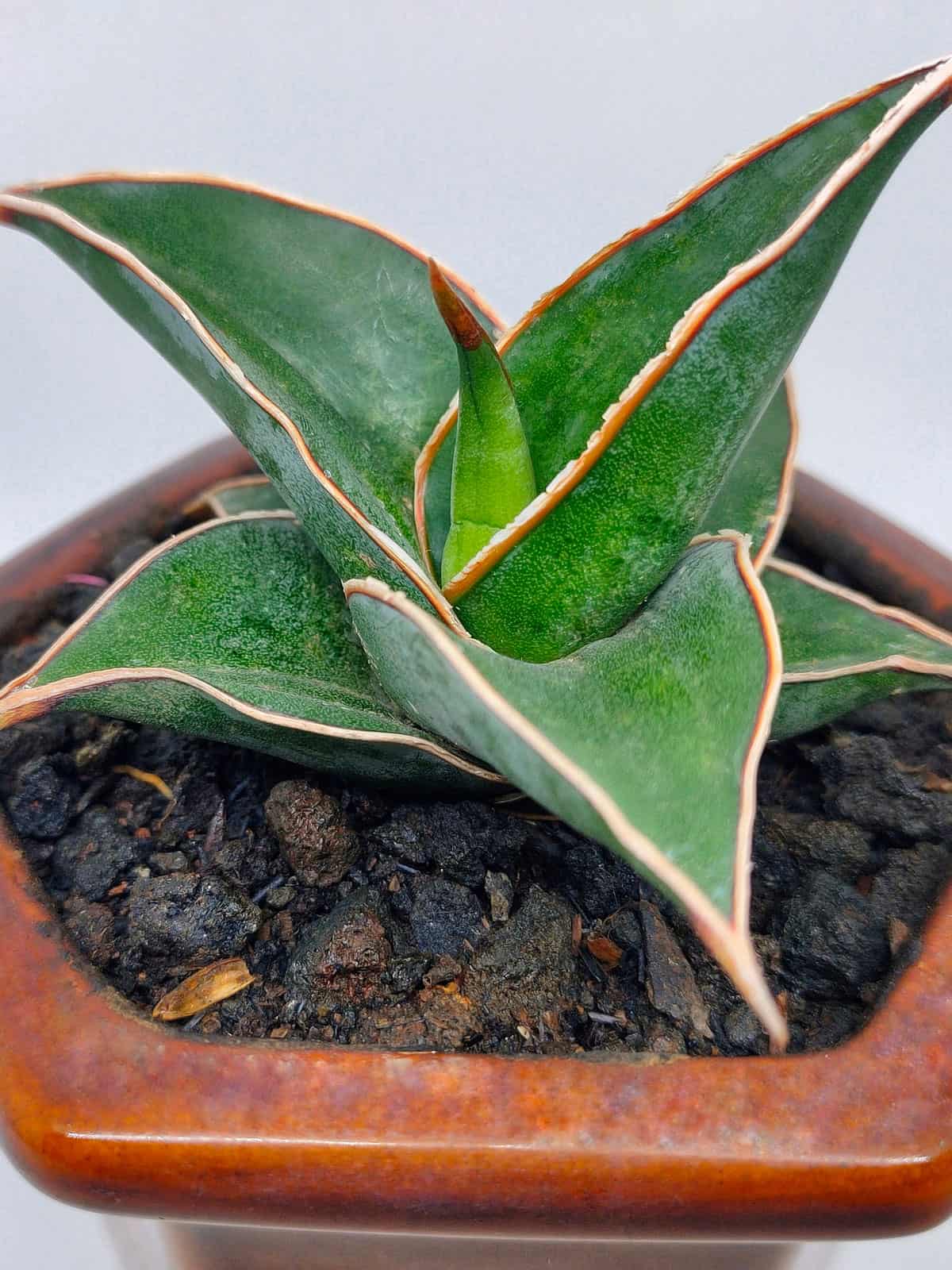 Thick Aloe vera like leaves of a Sansevieria Ehrenbergii 'Samurai Dwarf'