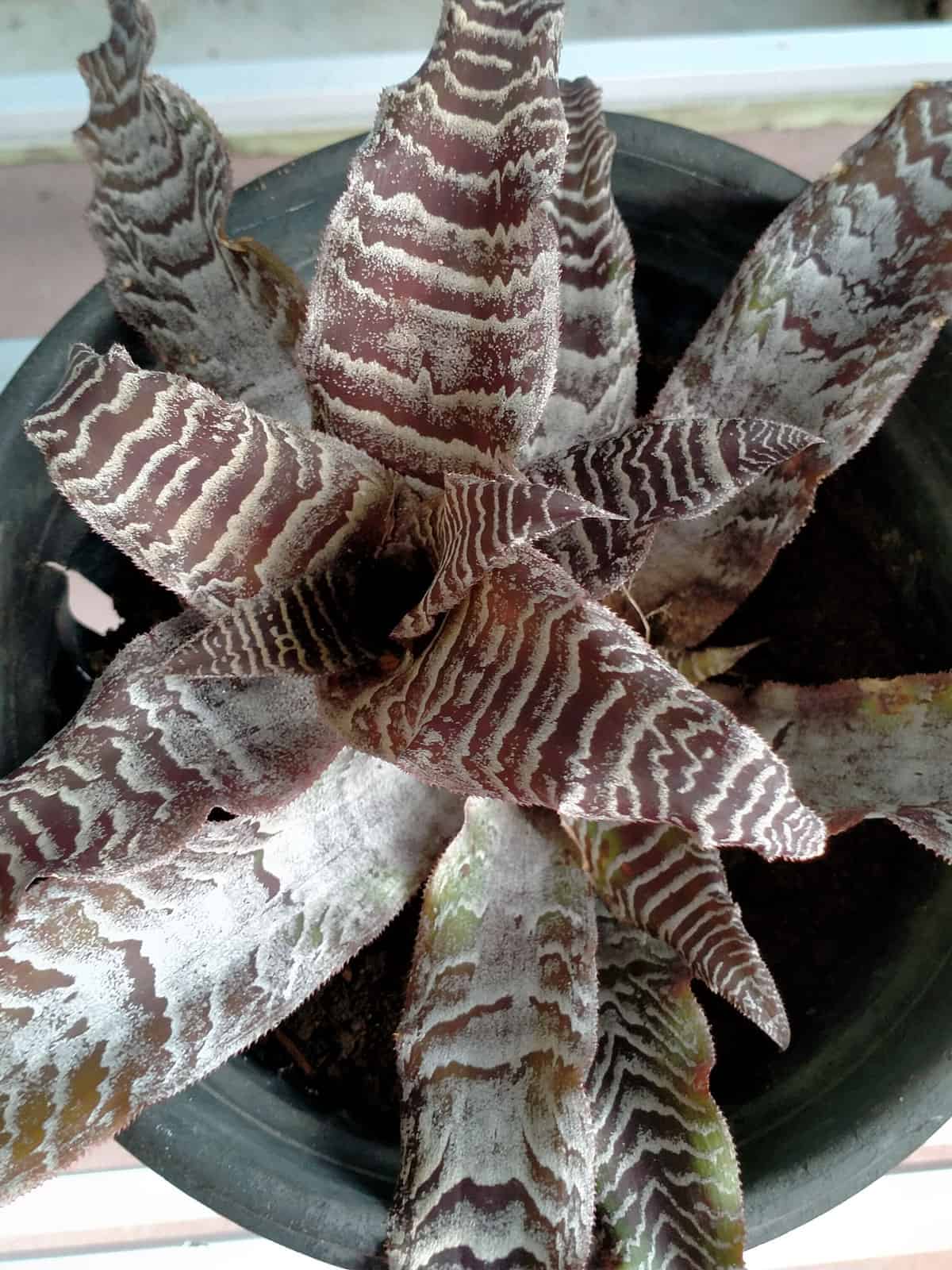 Brown variegated leaves of a Sansevieria Kirkii 'Pulchra'
