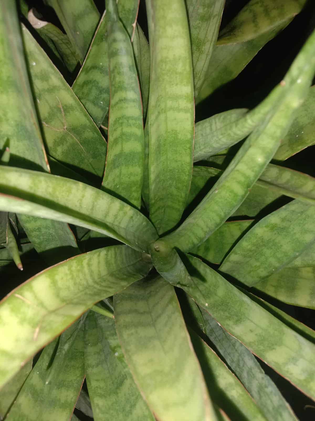 Long spikey leaves of a Sansevieria Parva