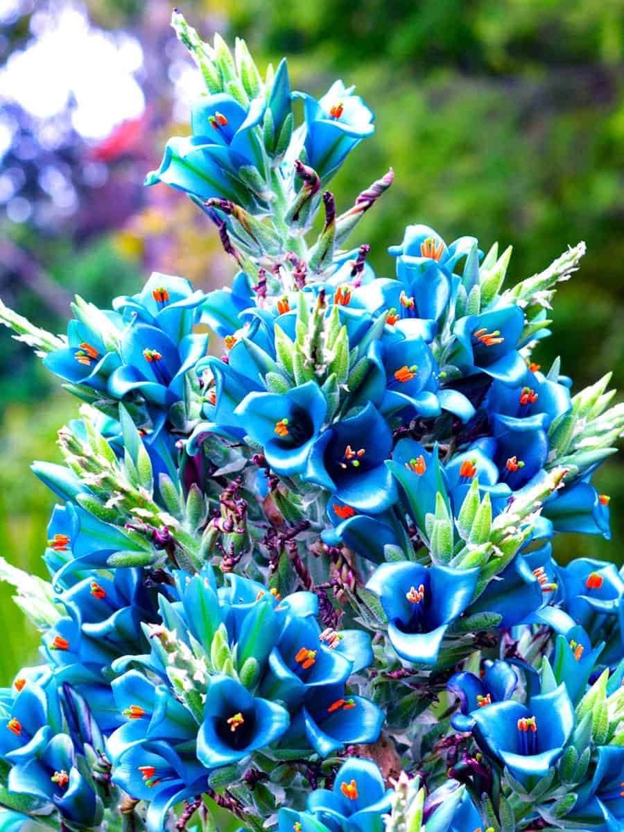 Beautiful sapphire tower with blooming flowers photographed in the garden