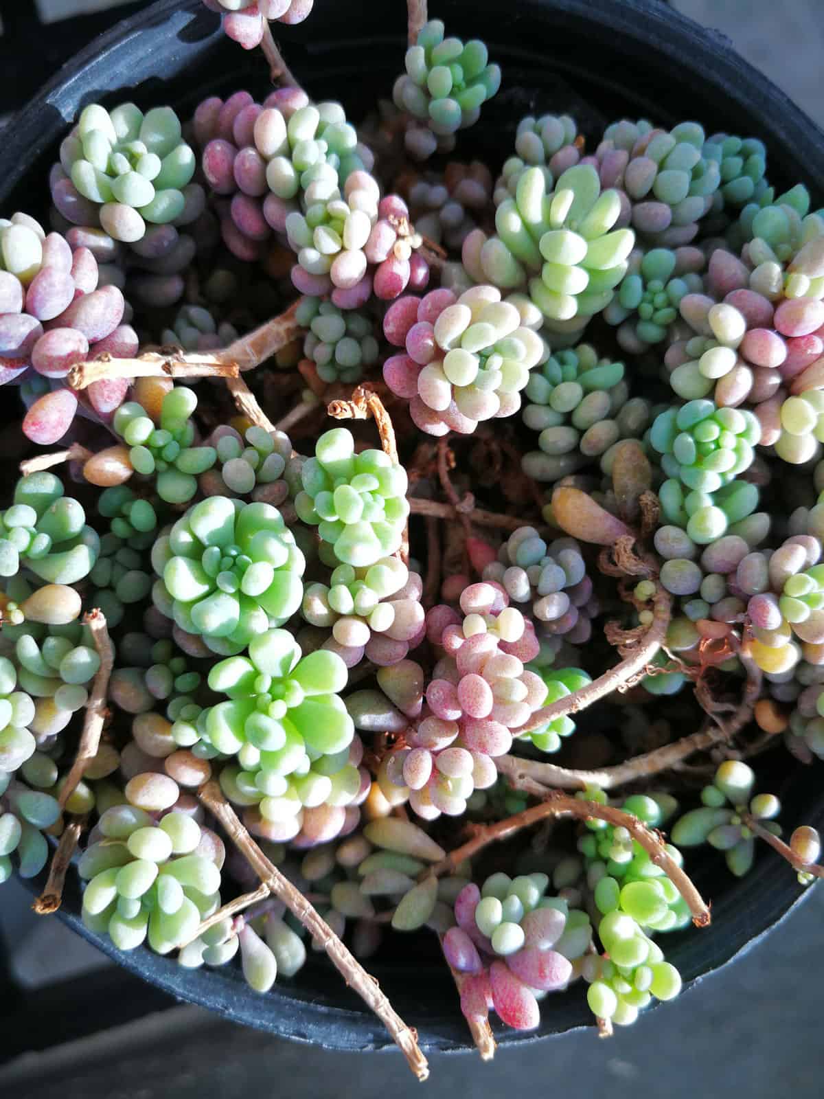 Different colors of bead like leaves of a Sedum Dasyphyllum ‘Lilac Mound’