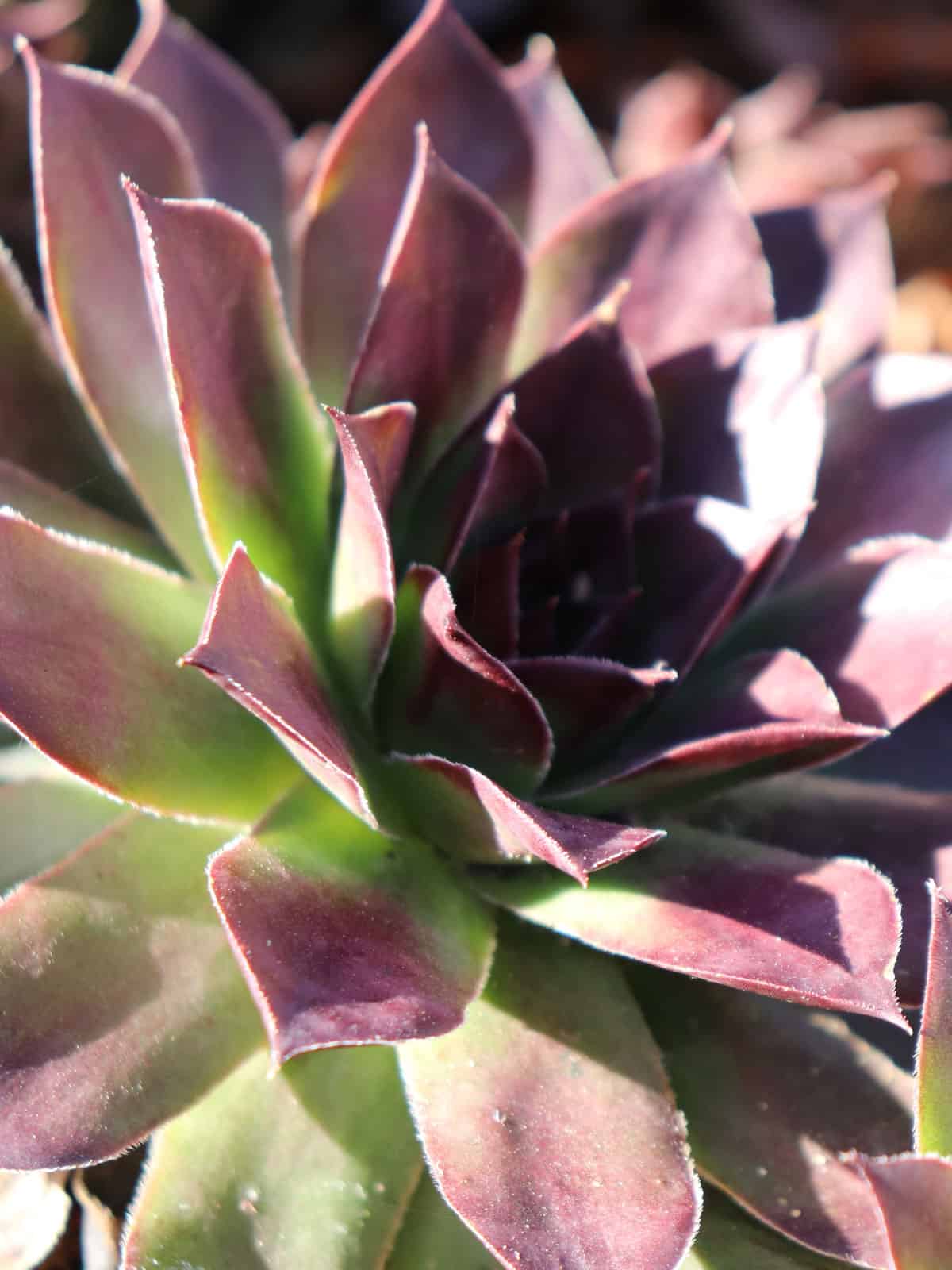 Green to purple leaves of a Sempervivum Tectorum ‘Purple Beauty’
