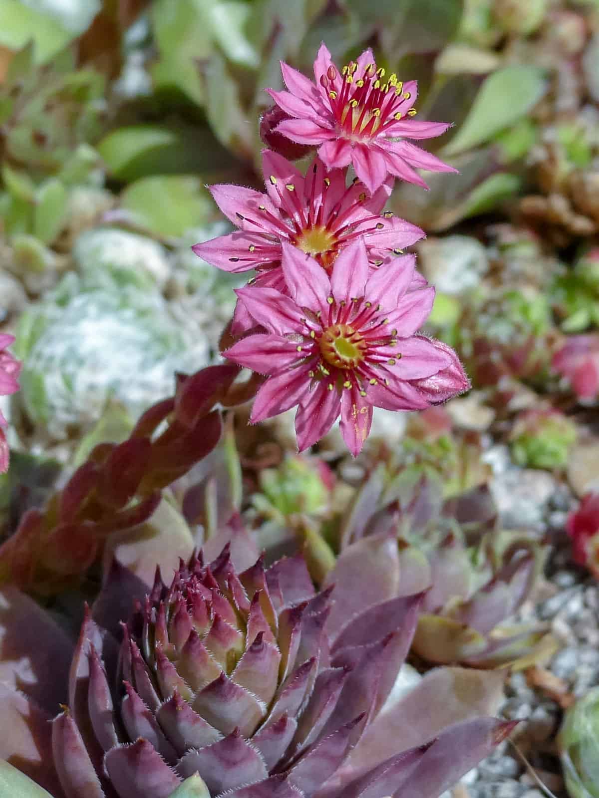 Muted pink colored petals of a Hens and Chicks succulent
