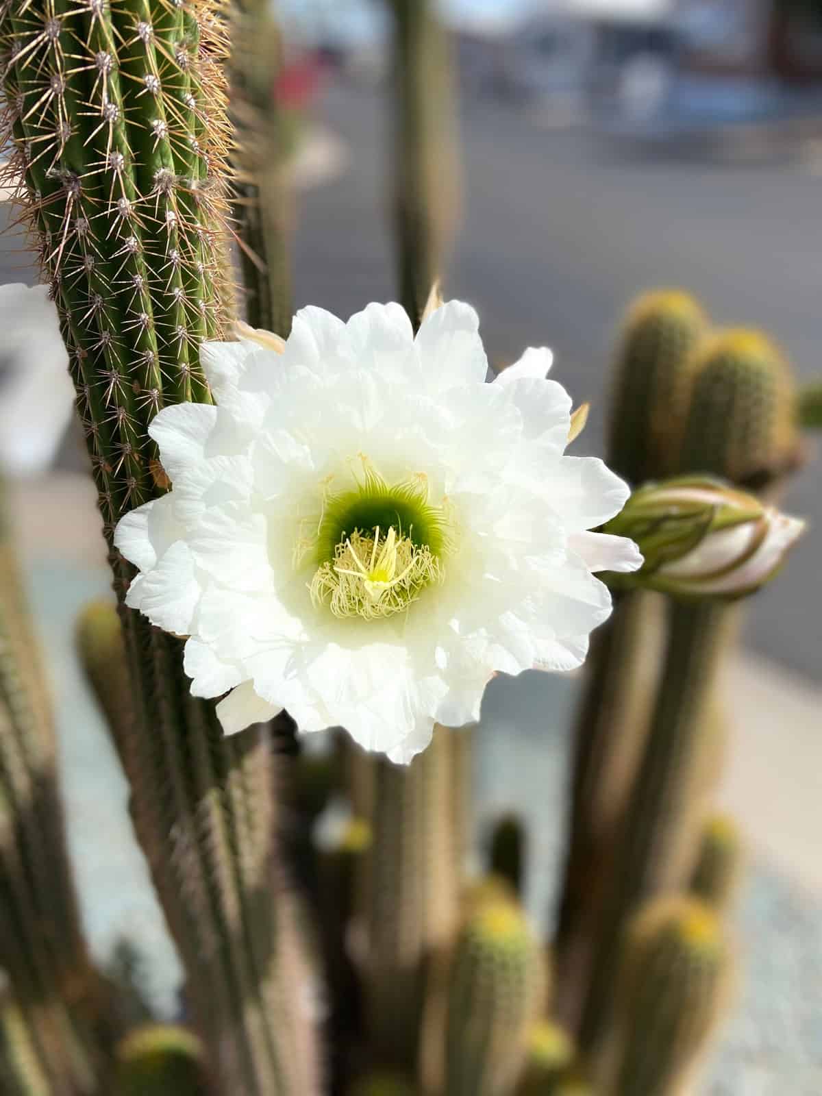 Blooming white petals of a Senita Cactus