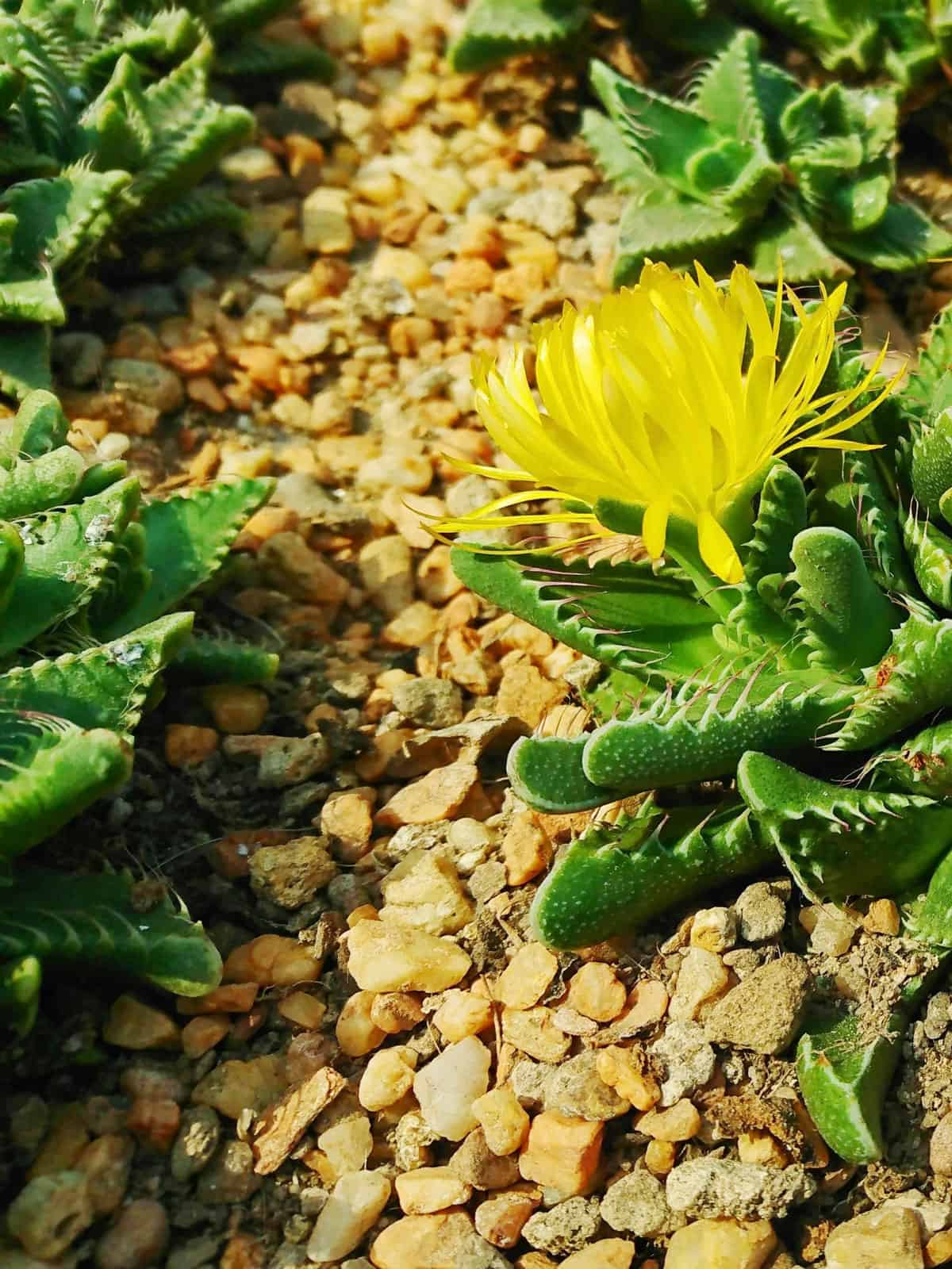 Spikey leaves of a Shark's Tooth succulent with a small bright yellow leaf flower