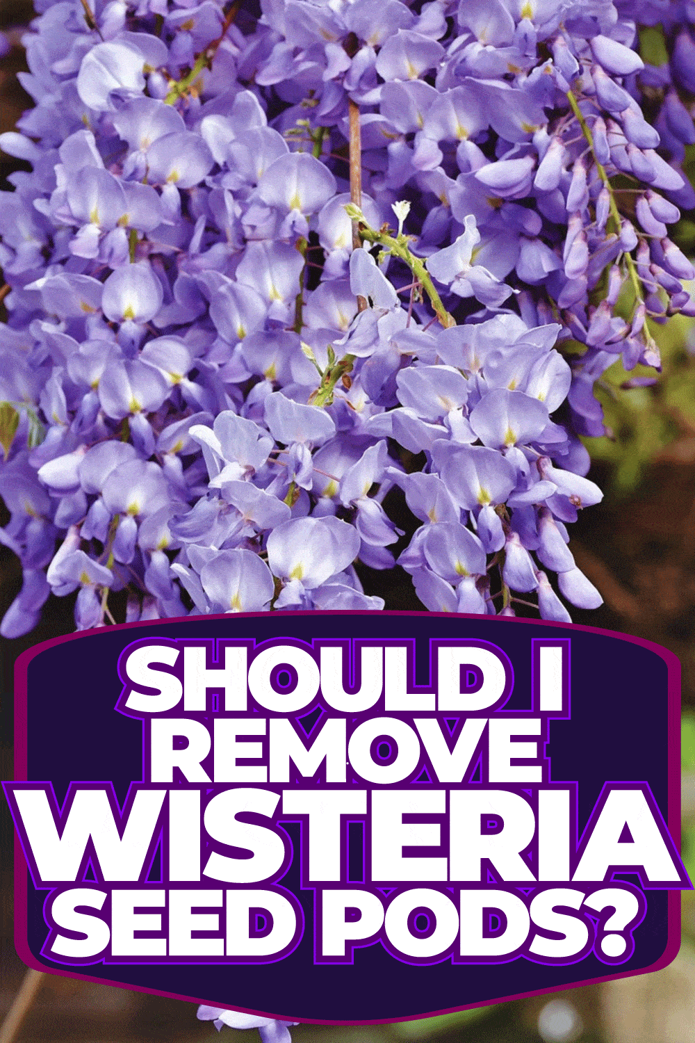 Should I Remove Wisteria Seed Pods?