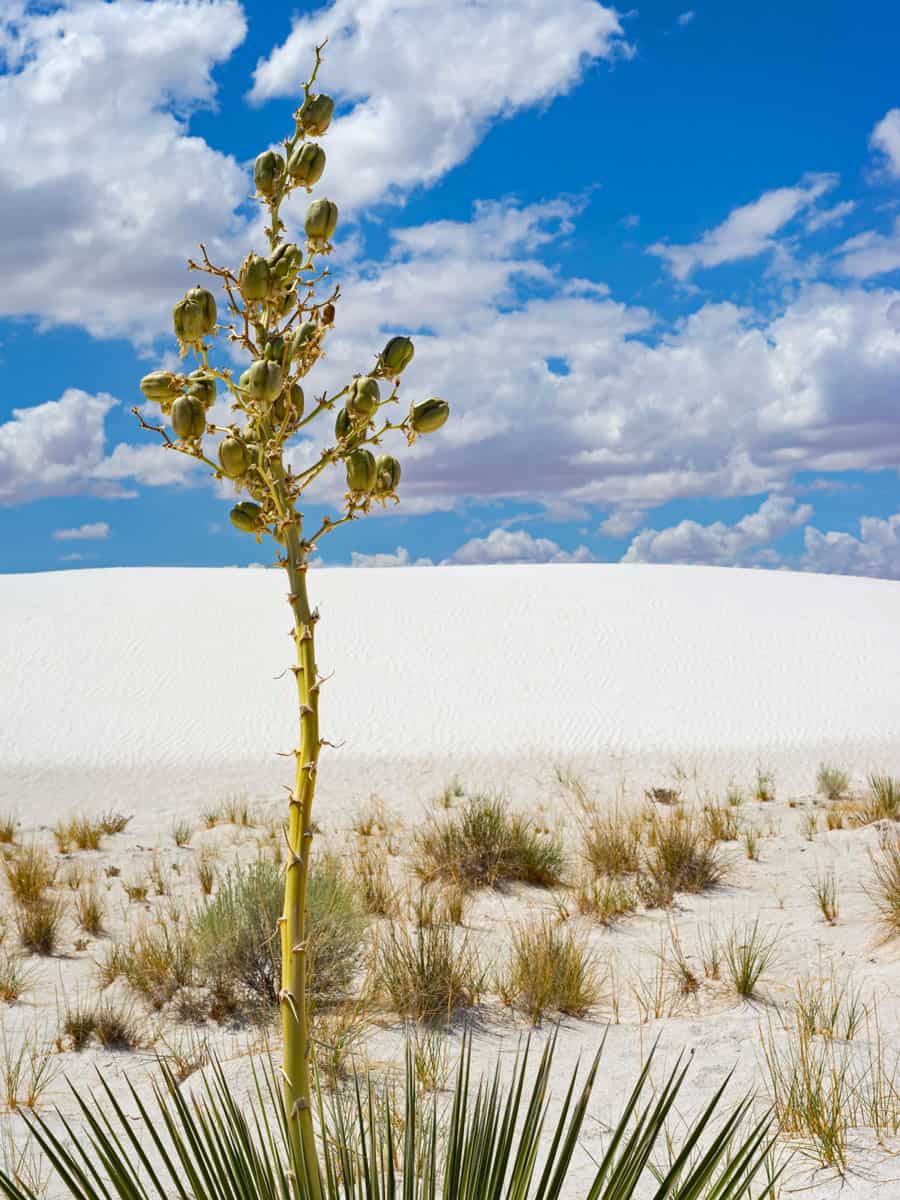Soaptree Yucca growing the wide desert