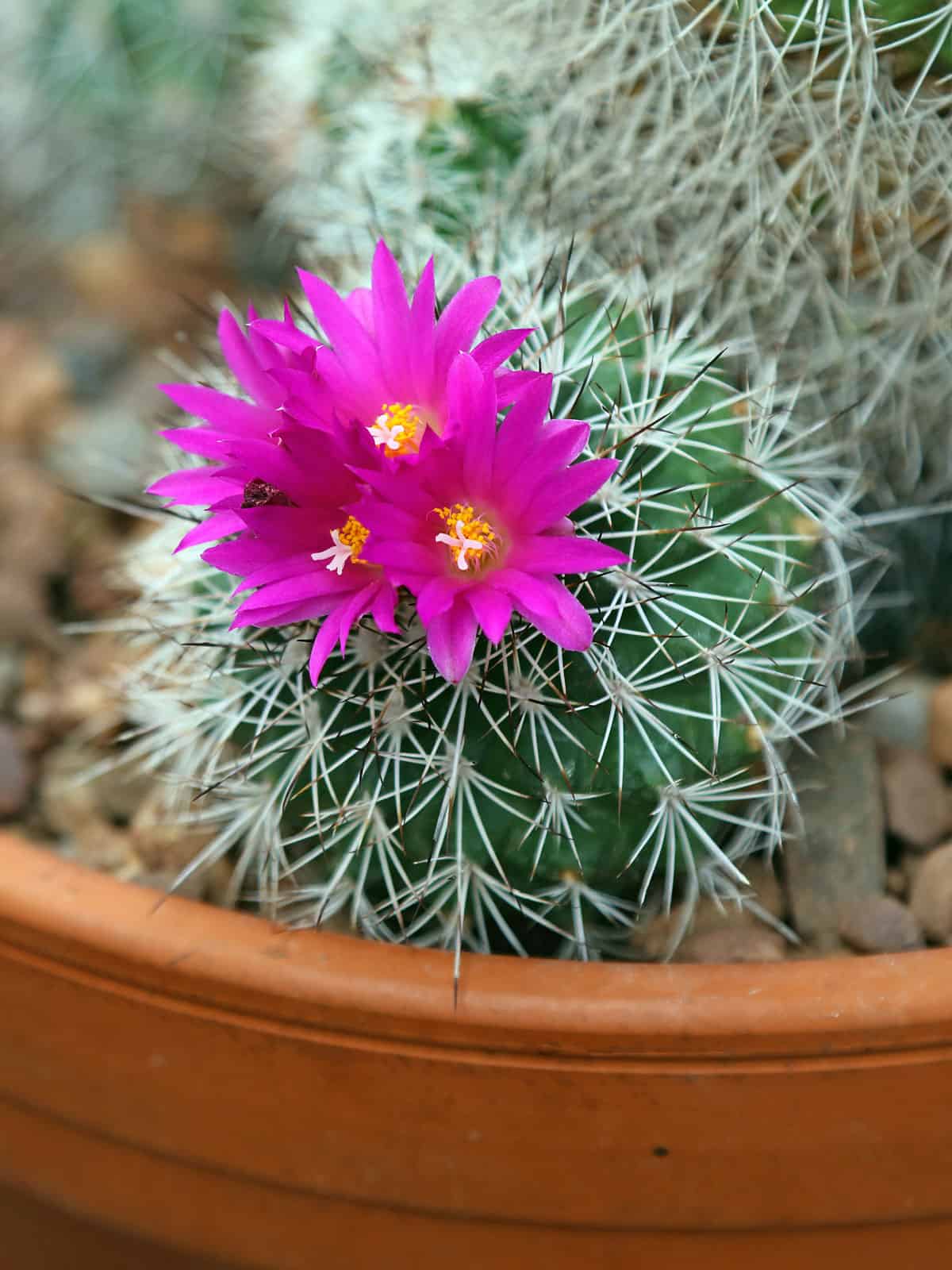Gorgeous pinkish purple colored flower of a Spiny Pincushion Cactus