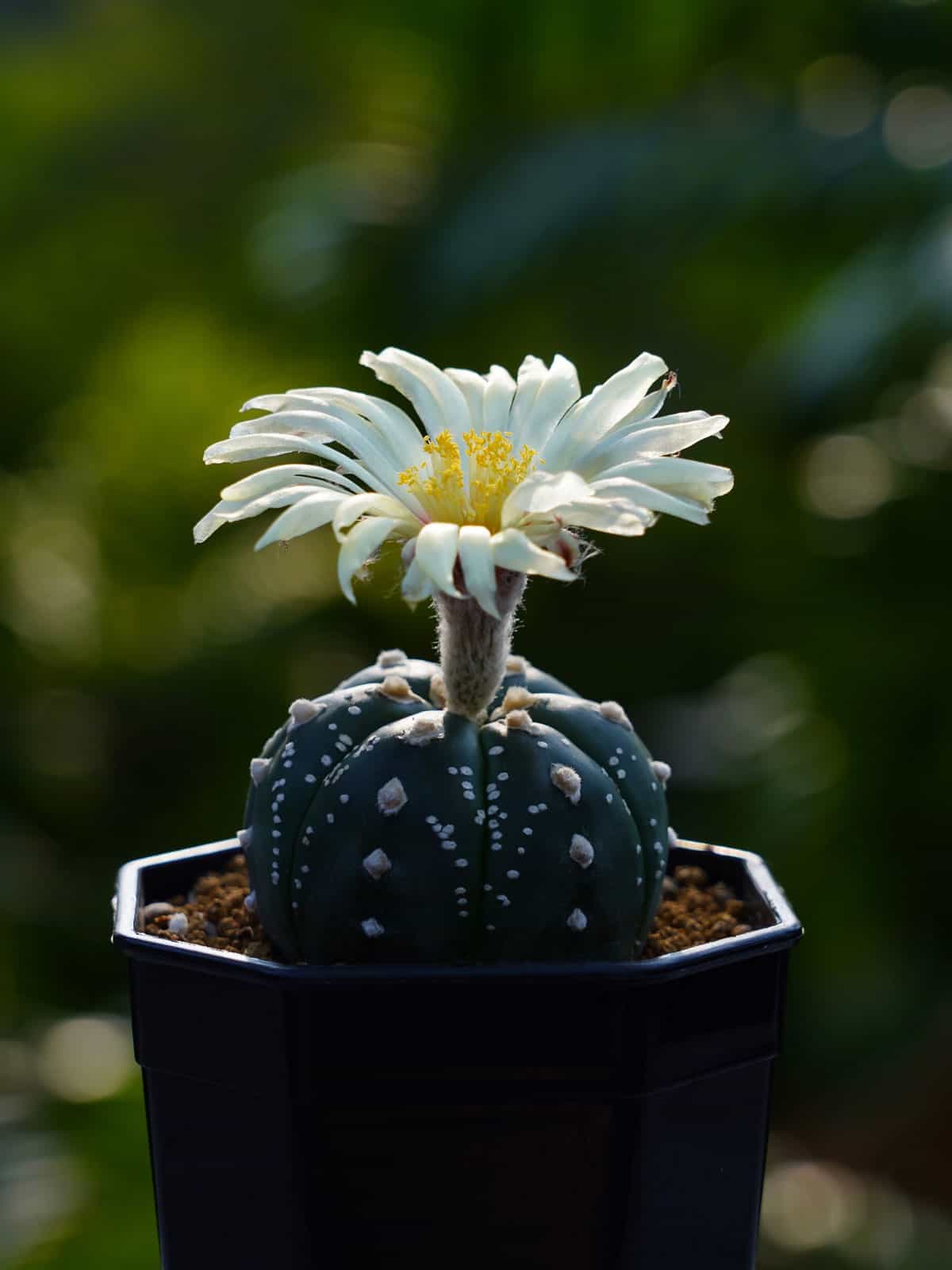 Astrophytum cactus or Star Cactus blooming brightly in the garden