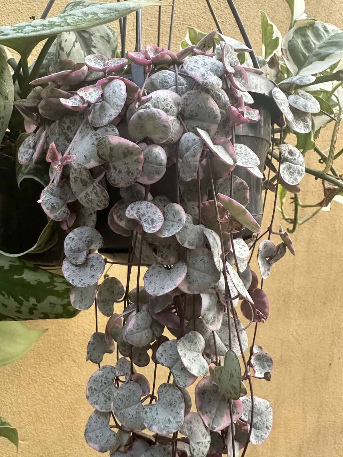 Hanging leaves of a String of Hearts 