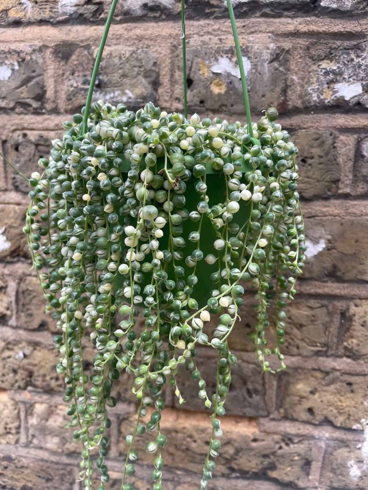 Hanging leaves of a String of Pearls