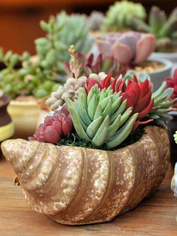 Succulents with varied hues, including red and green, planted in a decorative, shell-shaped pot on a wooden surface ar 3:4