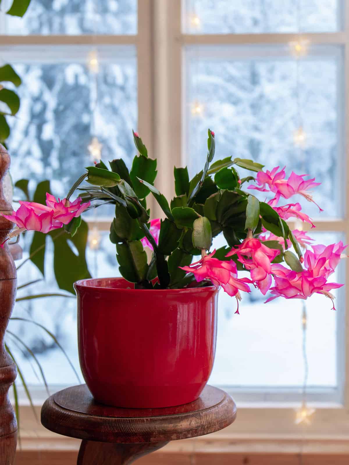 A flowering Thanksgiving Cactus planted on a red pot