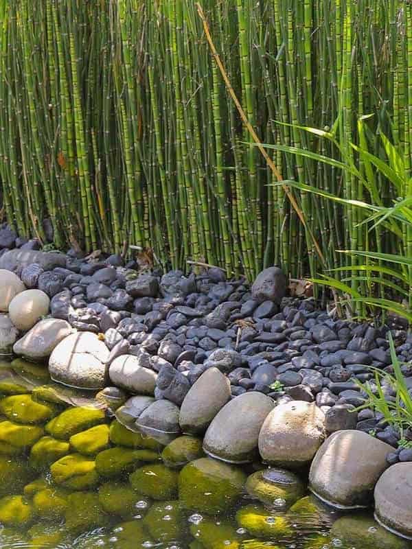 The green bamboo grows by the lake ar 3:4
