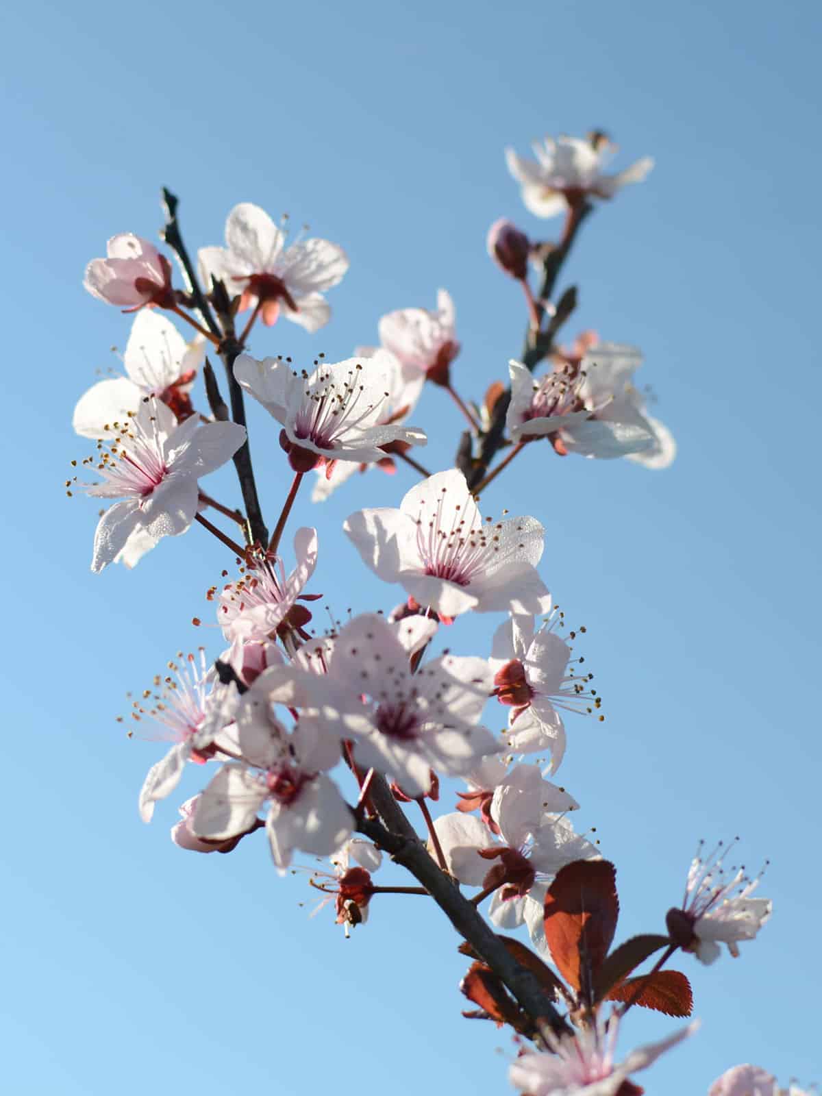 Thundercloud Cherry (Prunus cerasifera ‘Atropurpurea’) - Flowering branches of purple leaved prunus pissardii in April