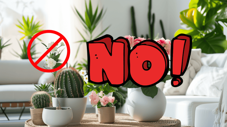 Plants not to grow next to succulents