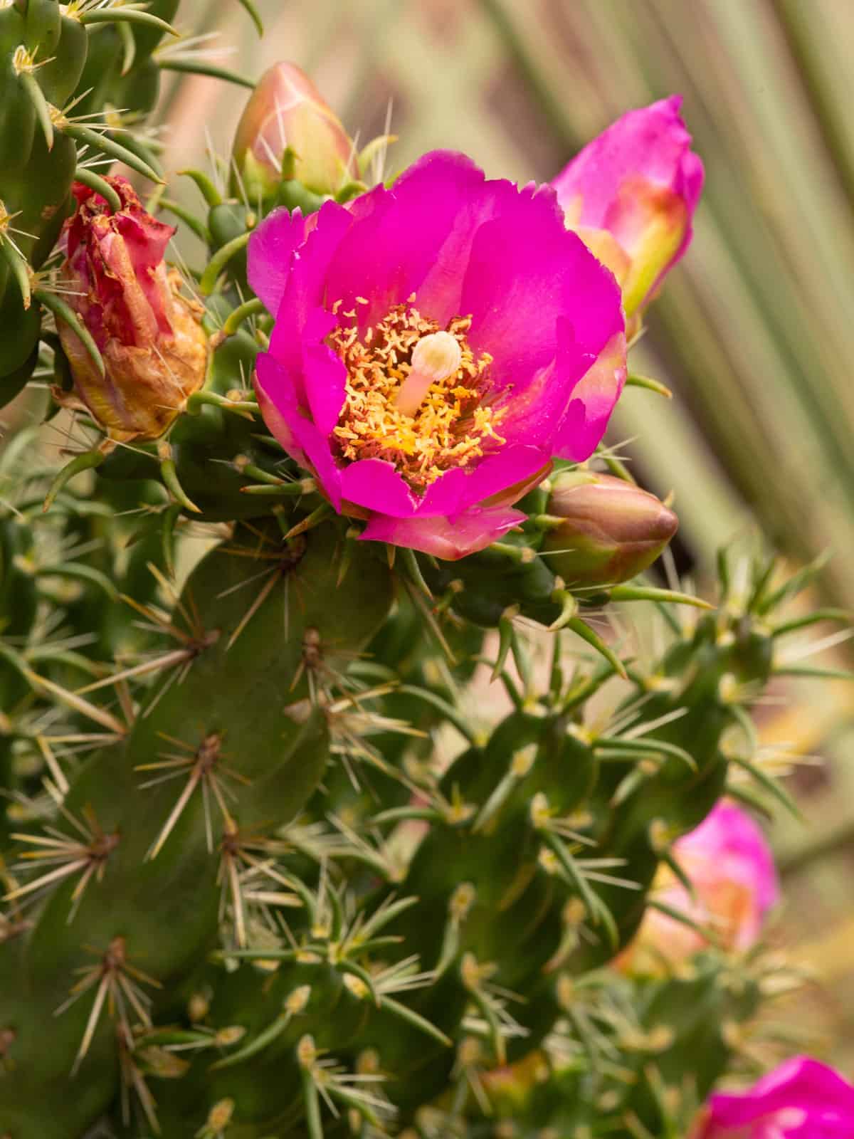 Blooming bright pink flower of a Walking stick Cholla