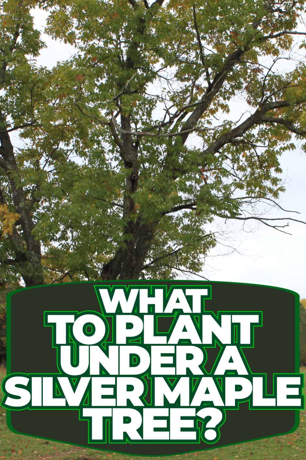 What To Plant Under A Silver Maple Tree