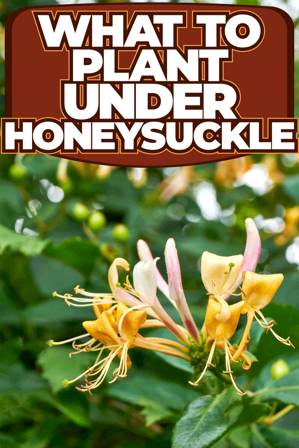What To Plant Under Honeysuckle
