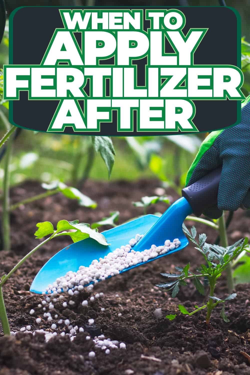 When To Apply Fertilizer After Transplanting