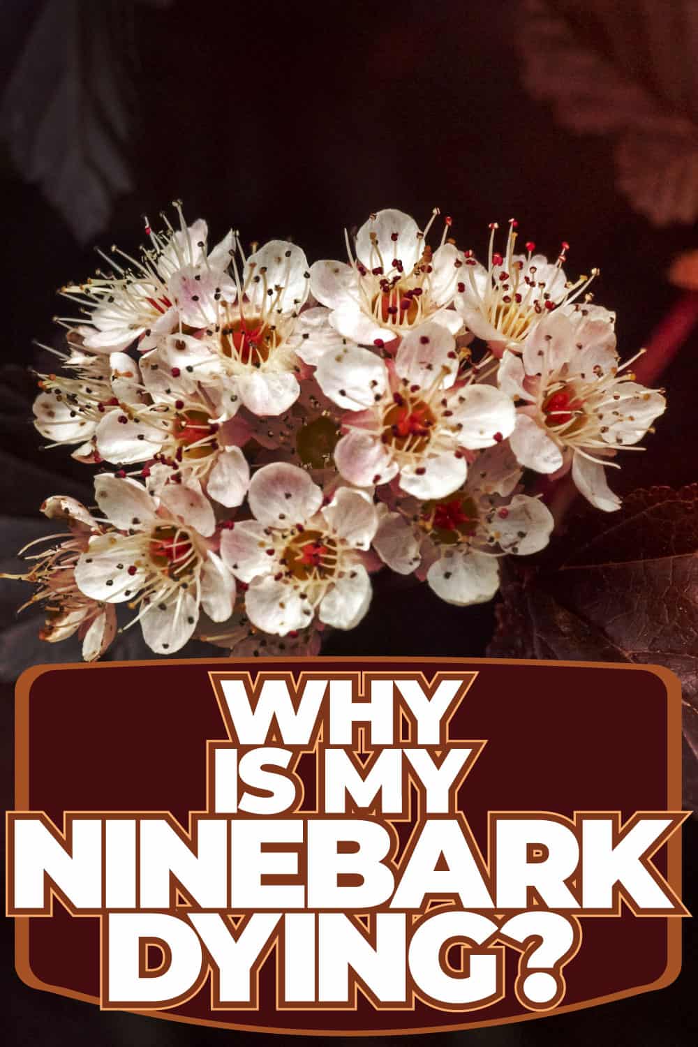 Why Is My Ninebark Dying - What To Do