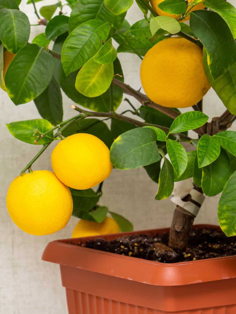 Close-up of potted lemon tree