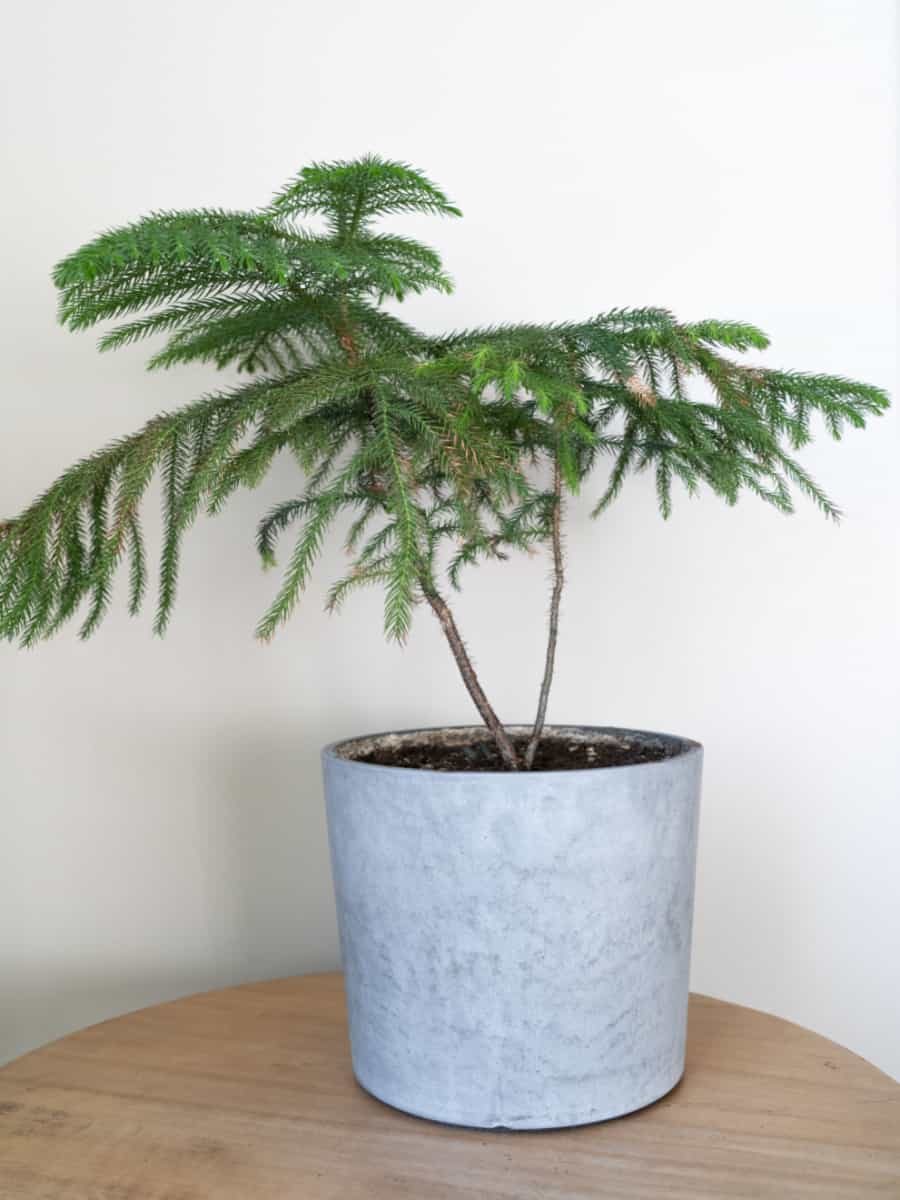 Norfolk island pine in concrete pot
