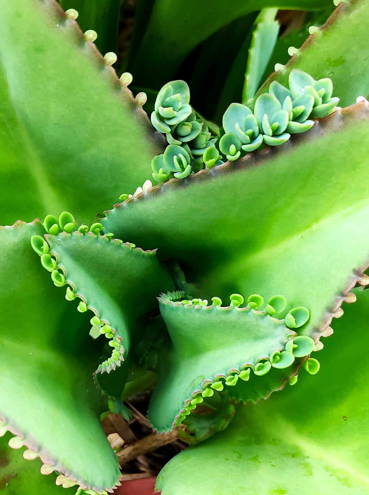plantlets on Kalanchoe daigremontiana's leaves