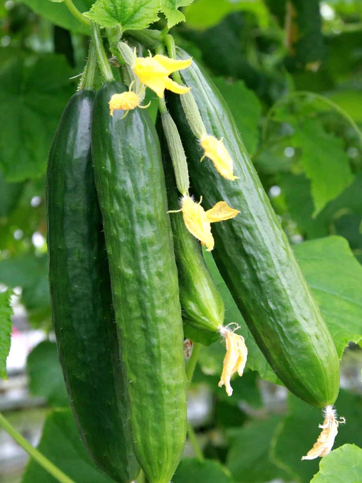 Healthy cucumbers in the garden