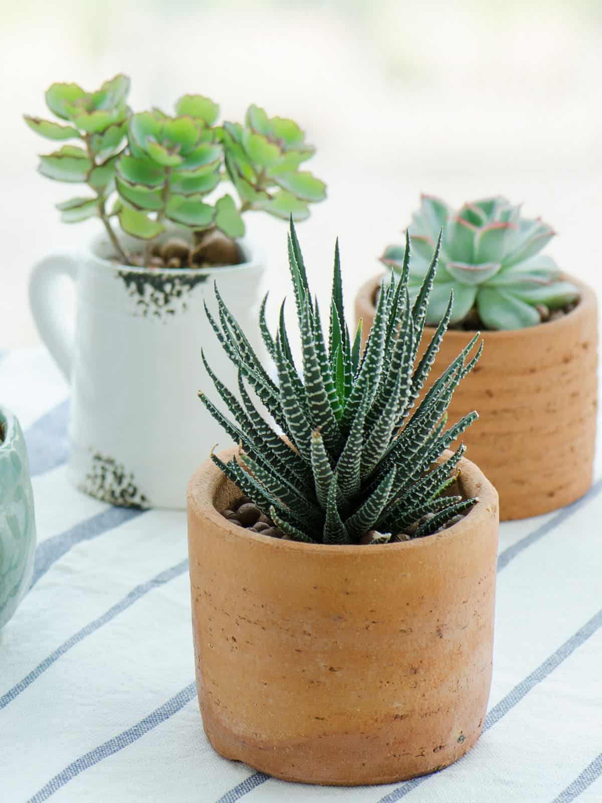 Three different succulents on a table