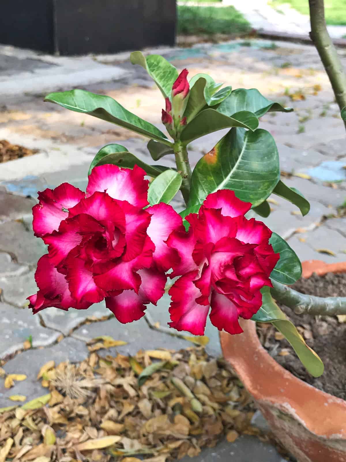A gorgeous desert rose tree with blooming bright pink leaves