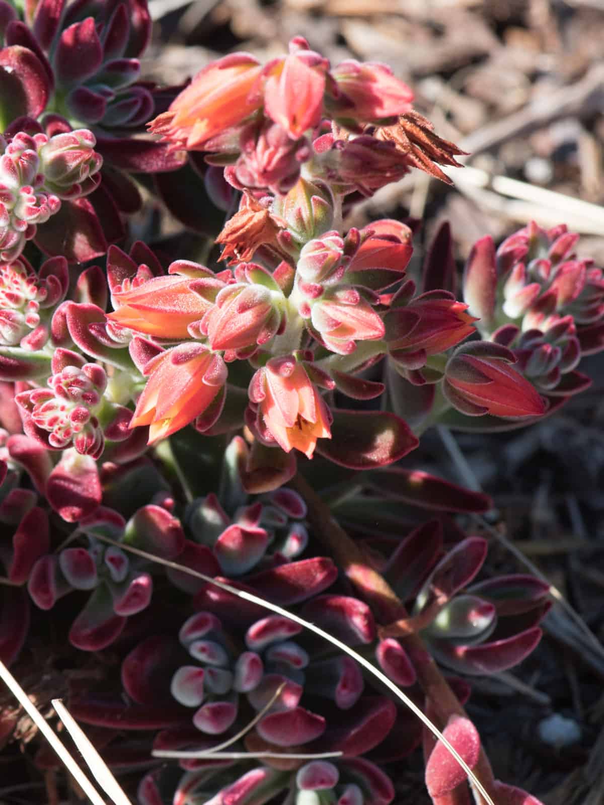 Bright orange tips of a Red Echeveria succulent growing under the sun