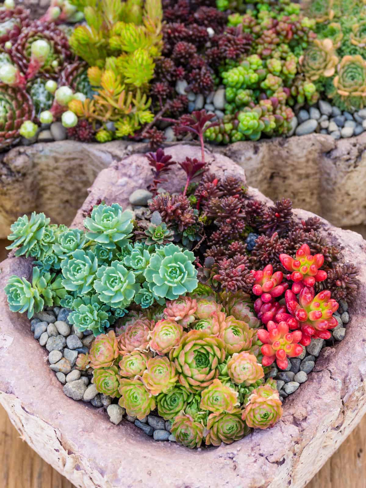 Rock shaped planters in the garden filled with different species of Succulents