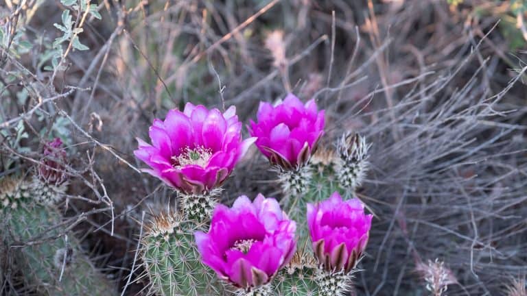 Bright purple flowers of a Desert Cactus, 7 Astonishing Purple Cacti You Never Knew Existed