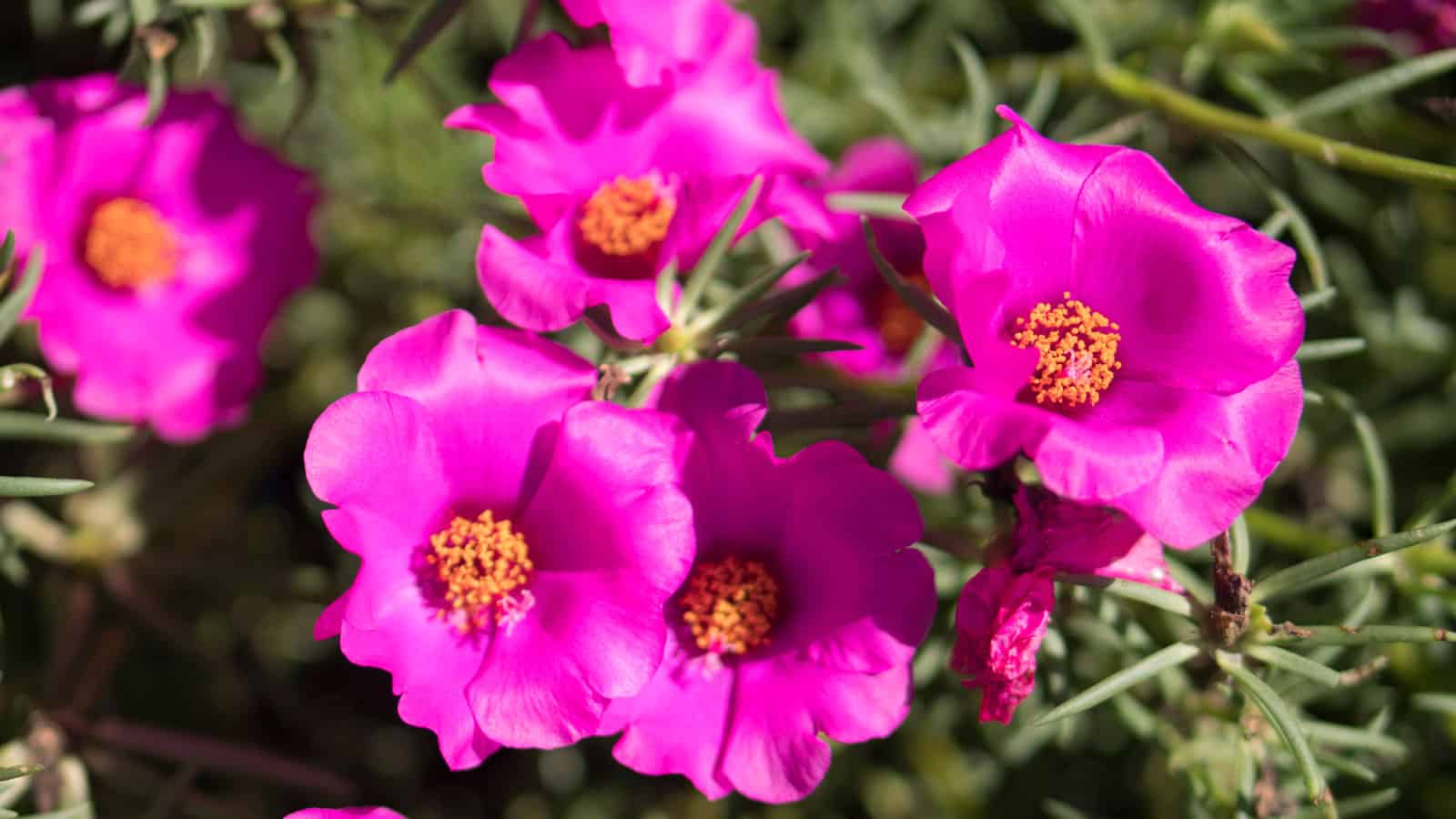 Gorgeous bright pink Portulaca grandiflora or Moss rose , 15 Vivid Pink Succulent Flowers That Are an Unexpected Delight - 1600x900