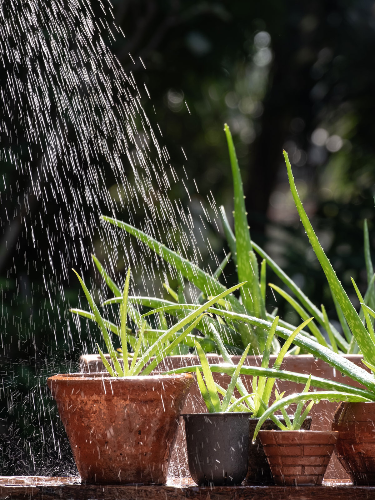 Watering Aloe Vera's in the garden 