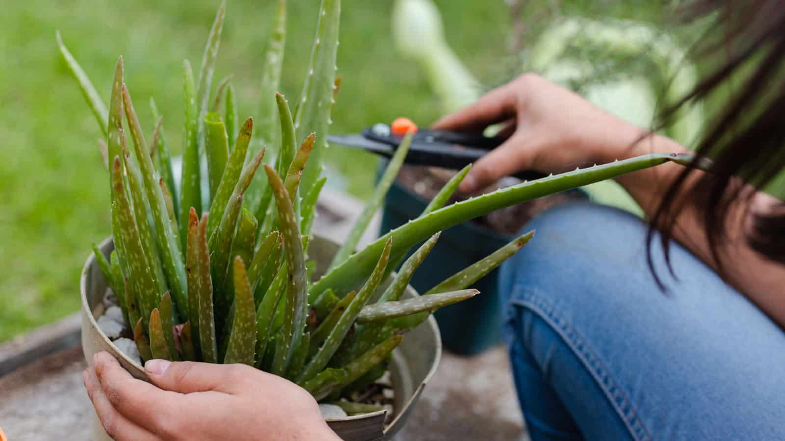 Gardener pruning a small aloe vera plant, Beginner's Guide to Pruning Aloe Vera Like a Pro - 1600x900