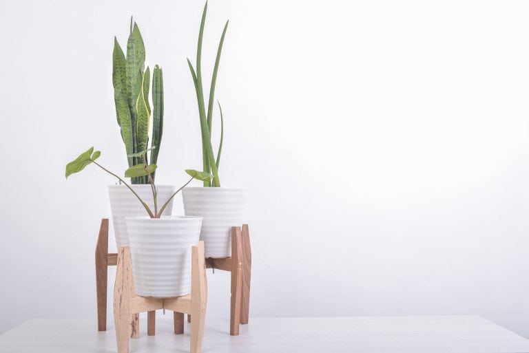A plant stand with snake plants inside the living room, DIY Plant Stands for Indoor Plants [See Simple Ideas] - 1600x900